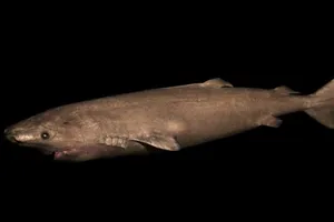 Bí ẩn loài cá mập sống thọ hơn 500 năm tuổi