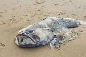 Phát hiện thủy quái khổng lồ trên bờ biển