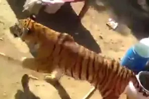 Hổ về làng, quậy tưng một đám cưới