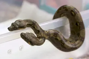 Sốc với trăn hai đầu, hai tim riêng biệt