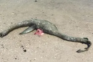 Quái vật hồ Loch Ness qua đời?