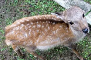 Hươu ở công viên Nhật cắn nhiều du khách Trung Quốc