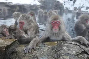 Điều chưa biết về khỉ Nhật Bản thích tắm suối nước nóng