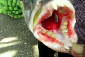 Xém ăn thịt “thủy quái” có hàm răng giống răng người