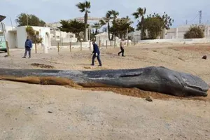 Cá nhà táng khổng lồ chết vì ăn quá nhiều rác