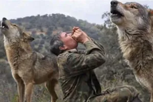 Người đàn ông 12 năm sống chung với bầy sói