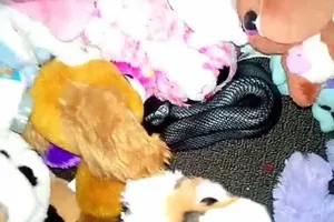 Kinh hoàng rắn cực độc ẩn nấp trong đống đồ chơi