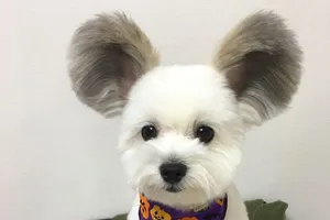 Cún cưng gây bão mạng với đôi tai chuột Mickey