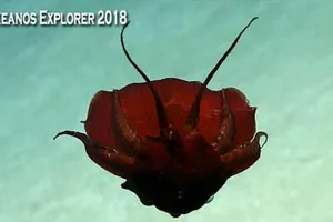 Kỳ dị mực ma cà rồng có thân đỏ như máu