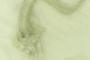 Xuất hiện thủy quái kỳ lạ ở biển