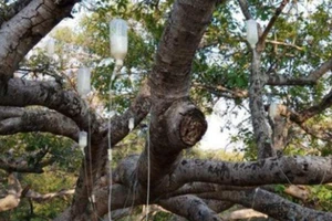 Kỳ lạ, cây cũng được trị bệnh bằng cách 'truyền dịch'