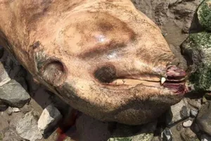 Các nhà khoa học 'bó tay' với xác thủy quái ở Anh