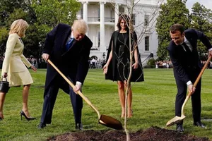 Cây sồi giao hảo ông Macron tặng ông Trump bỗng dưng biến mất