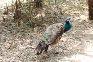 4 chú chim công bị du khách Trung Quốc vặt trụi lông đuôi