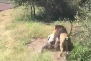 Ông cụ 67 tuổi may mắn sống sót sau khi bị sư tử tấn công