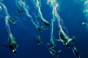 Loài vật nào lặn lâu nhất trên thế giới?