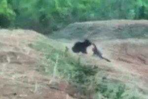 Chết thảm vì mê 'tự sướng' với gấu hoang dã 