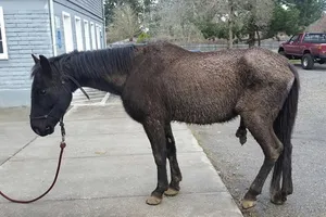 Lạ đời chú ngựa bị bỏ đói đi kiện người chủ cũ