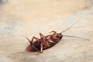 Kinh hoàng gián chui vào tai người làm ổ