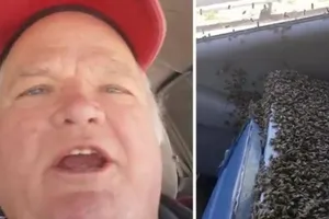 Kinh hãi sống chung với hàng ngàn con ong trong cabin xe