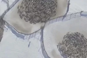 Kỳ bí tuần lộc ở Bắc Cực nối đuôi nhau theo hình xoắn ốc