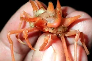 Phát hiện nhiều sinh vật biển kỳ dị ở vùng biển sâu Indonesia