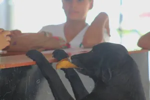 Chú chó thông minh mang 'tiền lá cây' đổi bánh quy mỗi ngày