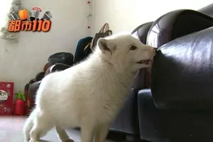 Cô gái bàng hoàng khi chó cưng 'bỗng dưng hóa cáo' 