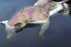 Kinh dị phát hiện heo có... bàn tay người