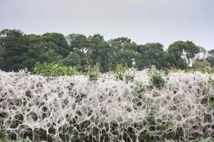 Rợn tóc gáy với khu rừng 'mạng nhện' ở Anh