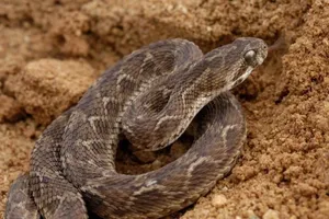 Mẹ bị rắn độc cắn, con bú sữa mẹ cũng tử vong 