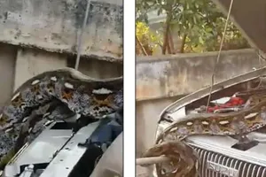 Đứng tim phát hiện trăn 'khủng' trong ô tô