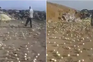 Nắng nóng làm hàng trăm trứng thối nở ra gà