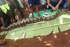 Kinh hoàng phát hiện một phụ nữ Indonesia bị trăn nuốt chửng