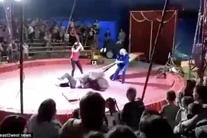 Bị ép làm xiếc, gấu nổi đóa tấn công nghệ sĩ 