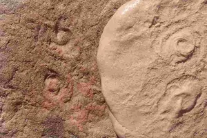 Phát hiện hóa thạch cổ đại, đặt theo tên cựu Tổng thống Obama