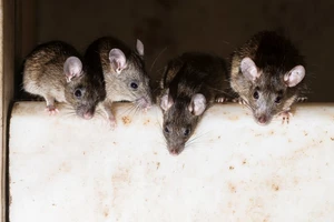 Bầy chuột 'đại náo' máy ATM, gần 400 triệu thành... giấy vụn 