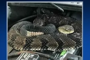 Hoảng hồn phát hiện rắn cực độc trong động cơ xe 