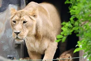 Sư tử sổng chuồng, khách tham quan tán loạn tìm nơi trốn