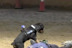 Thích thú xem chó nghiệp vụ hô hấp nhân tạo cứu người