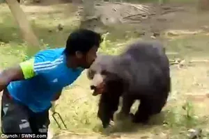 Kinh hoàng gấu hoang về làng vồ chết 2 vợ chồng