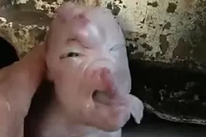 Kỳ lạ chú heo con có khuôn mặt người