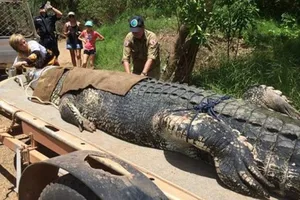 Bắt được 'quái sấu' khổng lồ sau 8 năm tìm kiếm