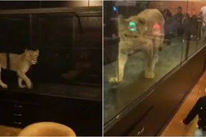 Mang cả sư tử về nhốt ở quán cà phê để hút khách