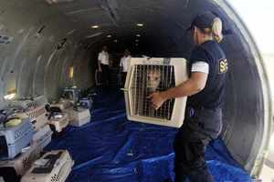 Máy bay hạ cánh khẩn vì cún mở cửa khoang hành lý