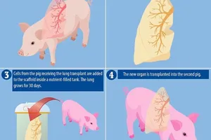 Nuôi cấy thành công phổi heo, mở ra hy vọng cấy ghép ở người