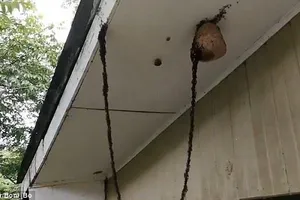 Triệu con kiến xây 'cầu sống' bắt ong bắp cày