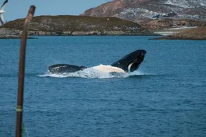 Cảm động cá voi mẹ mang theo xác con suốt 17 ngày liền