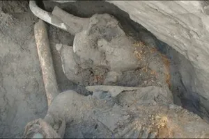 Phát hiện giống voi ma mút khổng lồ mới tại Siberia