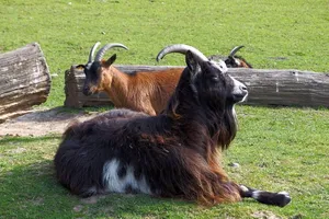 CLB bóng đá 'bán' 18 cầu thủ mua 10 con dê để... tăng thu nhập